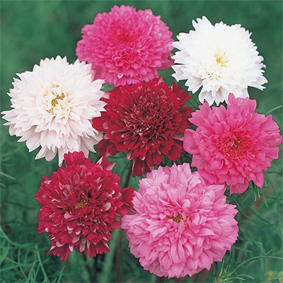 コスモス ダブルクリック ミックス