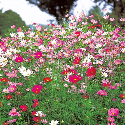 草花の種 コスモス 種 タネ 球根 苗の通販はサカタのタネ オンラインショップ