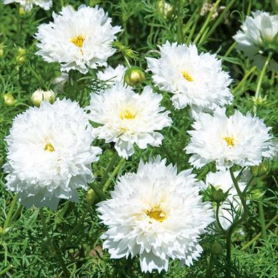 コスモス ダブルクリック スノーパフ