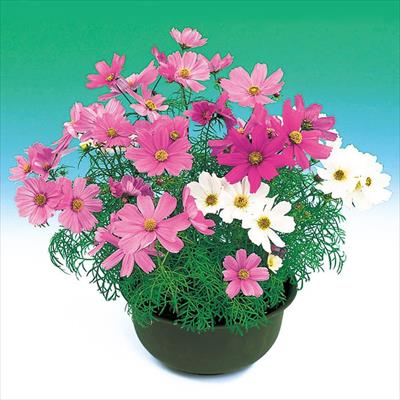 コスモス スーパービッキー ミックス