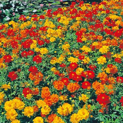 黄花コスモス ロード 特選混合