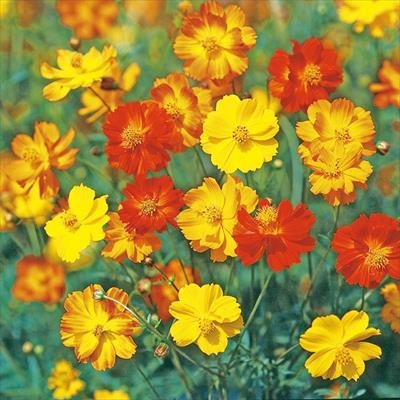 黄花コスモス ブライトライト 混合