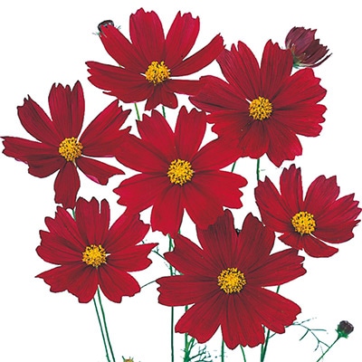 宿根コスモス類問い合わせ 楽天市場】宿根コスモスの通販