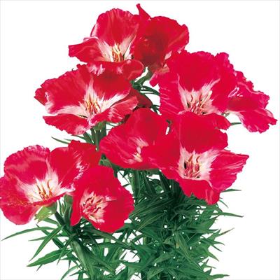 ゴデチヤ ジューン レッド