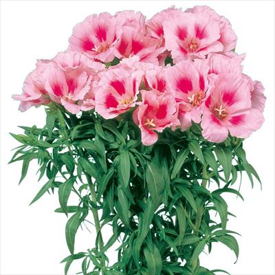 ゴデチヤ ジューン ピンクアイ