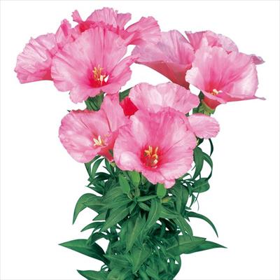 ゴデチヤ ジューン ラベンダー