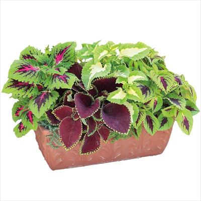 コリウス ゴリラJr. ミックス