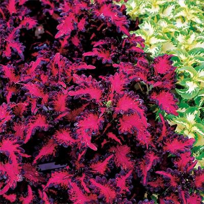 コリウス ブラックドラゴン