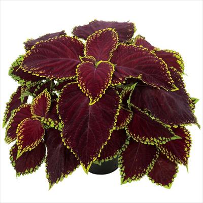 コリウス ゴリラ(R) スカーレット（ver.2）