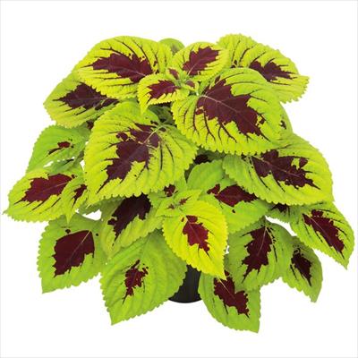 コリウス ゴリラ(R) ライムスプライト