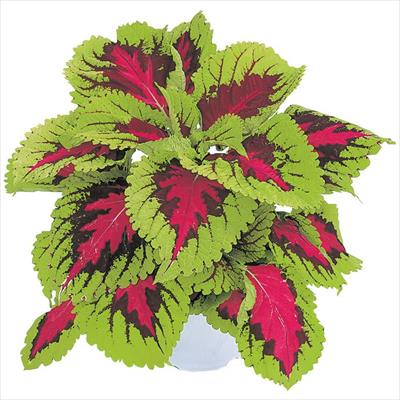 コリウス ゴリラ(R) ローズ