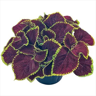 コリウス ゴリラ(R)Jr. ガーネット