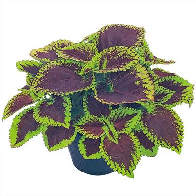 コリウス ゴリラ(R)Jr. ライムベイン