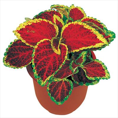 コリウス ハイウェイ ルビー