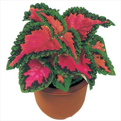 コリウス ハイウェイ ローズ