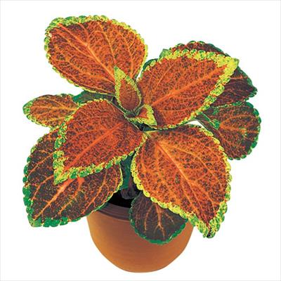 コリウス ハイウェイ オレンジ