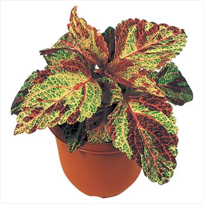 コリウス ハイウェイ モザイク