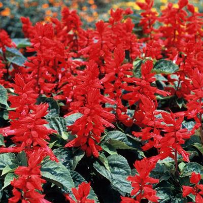 サルビア ボンファイアー