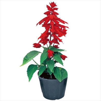 サルビア シズラー レッド