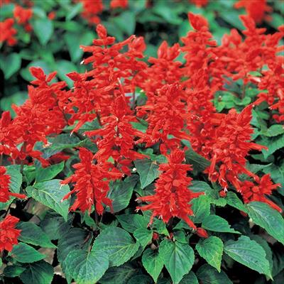 サルビア ホットジャズ スペシャル