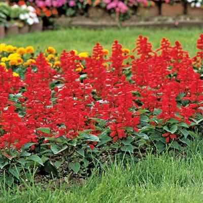 サルビア リトル タンゴ