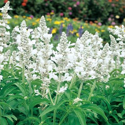 サルビア エボリューション ホワイト