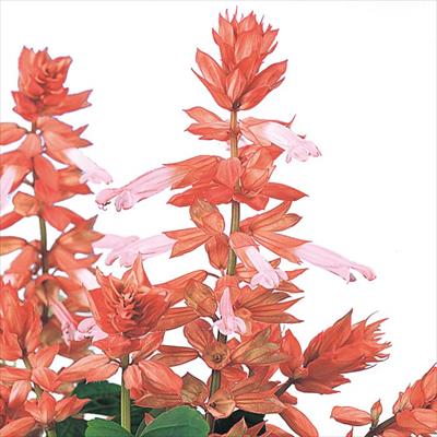 サルビア シズラー サーモン