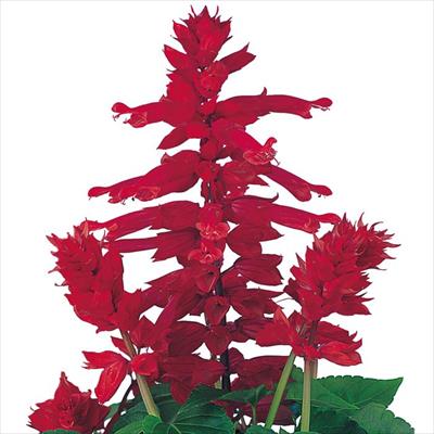 サルビア シズラー バーガンディー