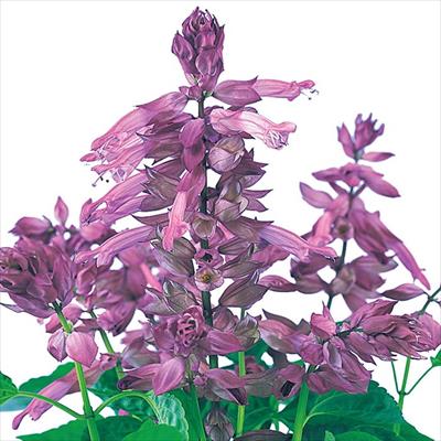 サルビア シズラー ラベンダー