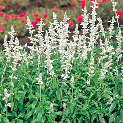 サルビア ビクトリア ホワイト