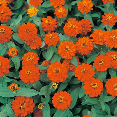 ジニア（百日草） プロフュージョン ダブル ファイアー