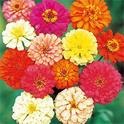 ジニア（百日草） プルチノ ミックス