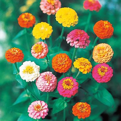 ジニア（百日草） ミニポンポン ミックス（キューピット ミニ混合）