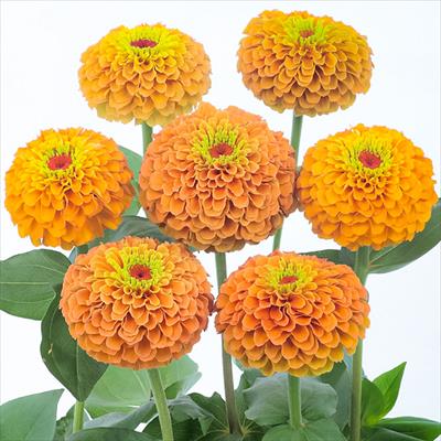 ジニア（百日草） クイーン ライムオレンジ