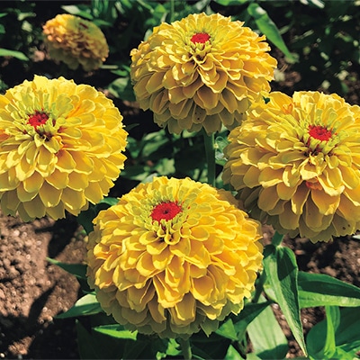 ジニア（百日草） クイーン レモンピーチ