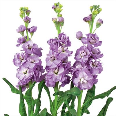 ストック アーリーアイアン(R) マリン