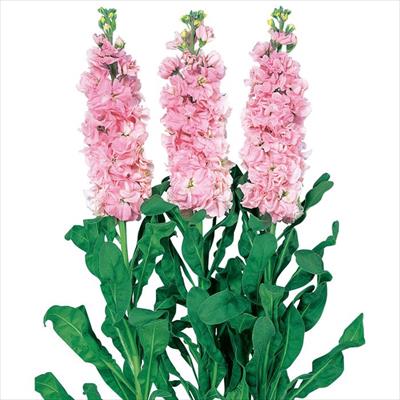 ストック アイアン ピンク