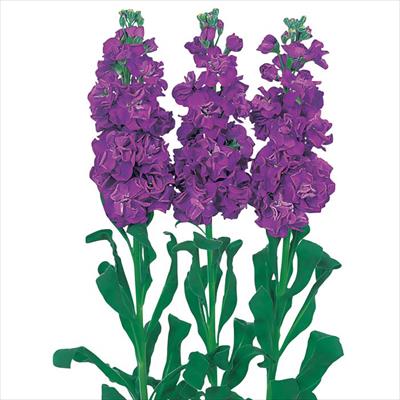 ストック アイアン パープル