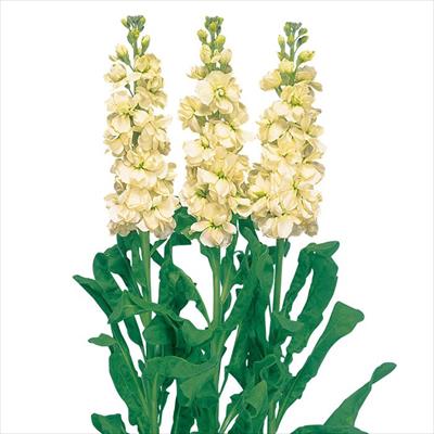 ストック アイアン イエロー