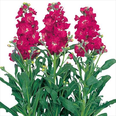 ストック 新彼岸王