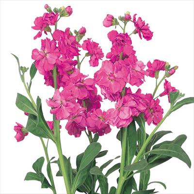 ストック カルテット ローズ