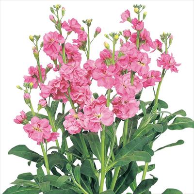 ストック カルテット ピンク