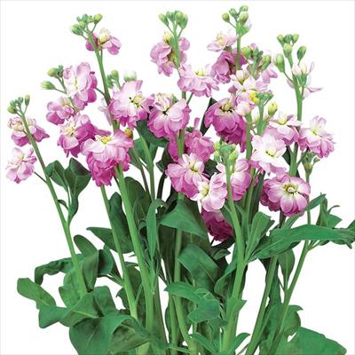 ストック カルテット ピンクフラッシュ