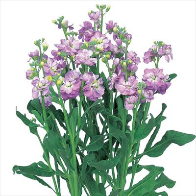 ストック カルテット マリンフラッシュ