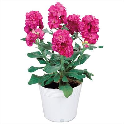 ストック ベイビー ローズ