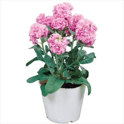 ストック ベイビー ピンク