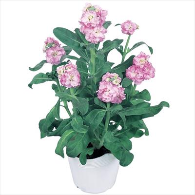 ストック ベイビー ラブリーピンク