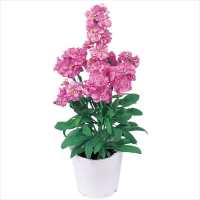 ストック マイム ピンク