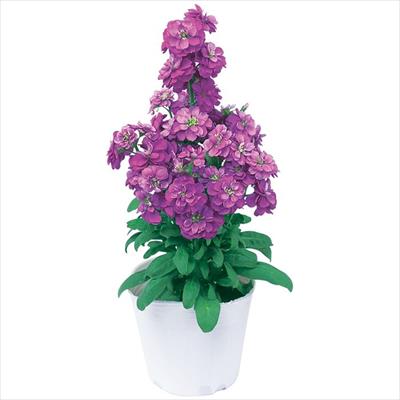 ストック マイム ブルー