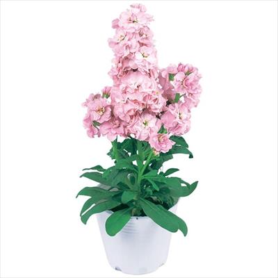 ストック マイム ライトピンク